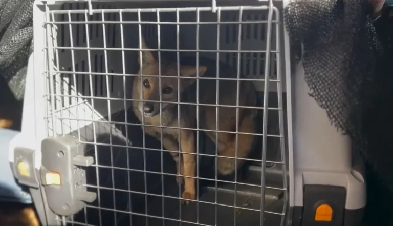 Region de La Araucania Temuco : Dirección de Medio Ambiente llama a la responsabilidad ante avistamiento de animales silvestres en Temuco