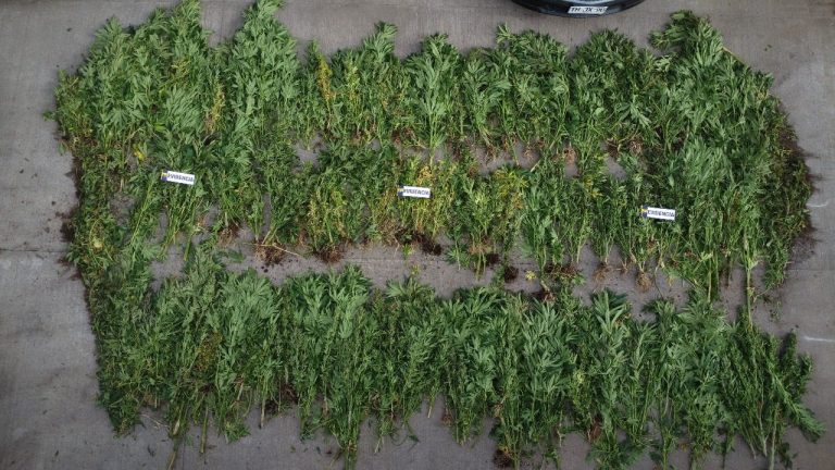 La Araucania : Incautan más de 300 plantas de marihuana en allanamiento a comunidad indígena de Ercilla
