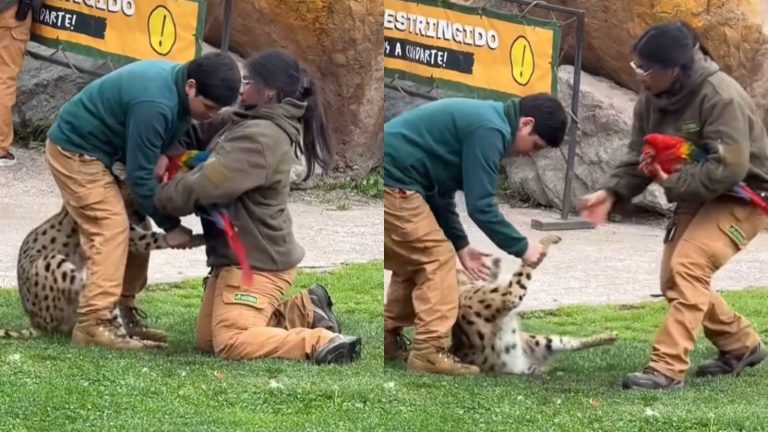 Buin : Impacto en Buinzoo: actividad terminó con un serval matando a guacamayo frente a asistentes
